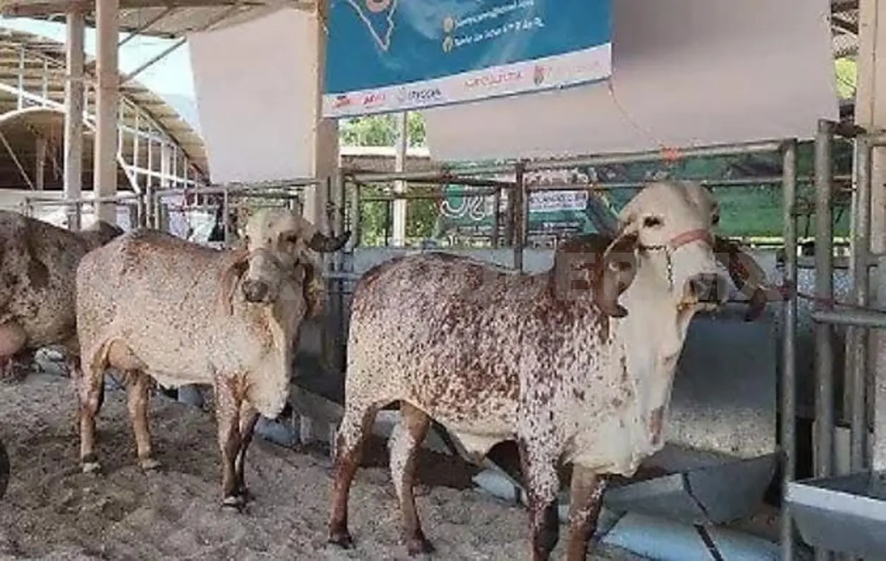 Todo listo para la “Expo Leche 2025”