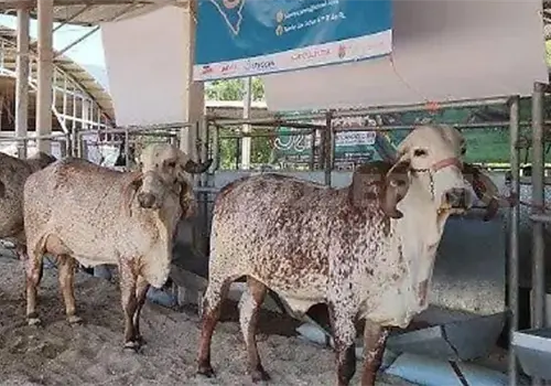 Todo listo para la "Expo Leche 2025" Todo listo para la "Expo Leche 2025"