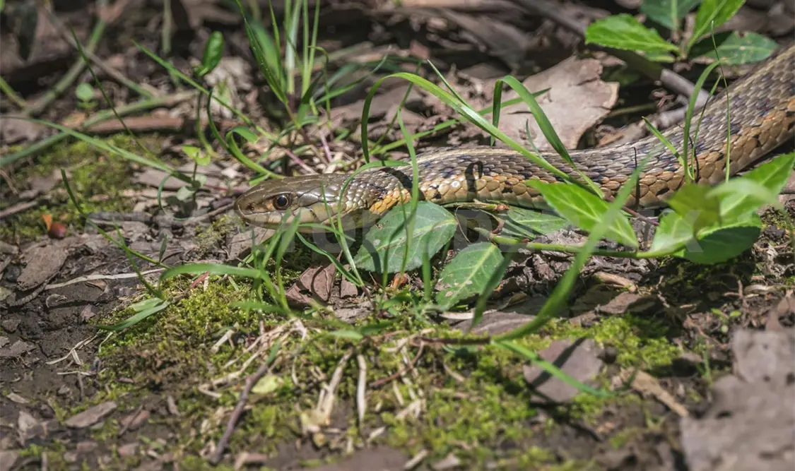 Es necesario fortalecer la educación ambiental. Diego Pérez / CP
