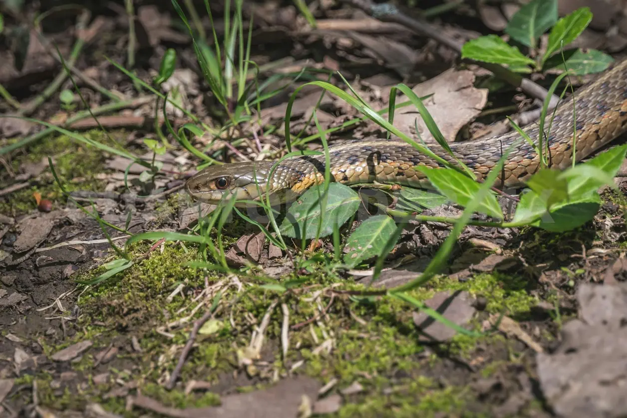 Falta educar sobre la fauna silvestre