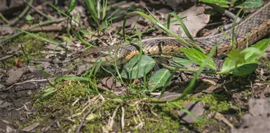 Falta educar sobre la fauna silvestre