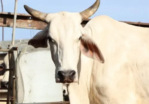 Gusano barrenador se extiende por 93 municipios de Yucatán