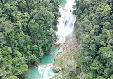 Tiempo de rescatar bosques y selvas Tiempo de rescatar bosques y selvas