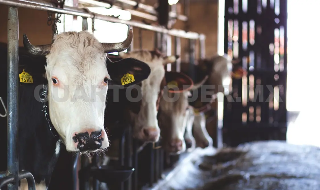 Se espera que la medida pueda proteger al ganado en Chiapas. Diego Pérez / CP