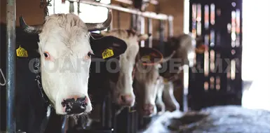 Planta de moscas estériles con 35 % de avance Planta de moscas estériles con 35 % de avance