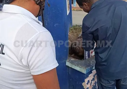 En aumento casos de miasis por GBG En aumento casos de miasis por GBG