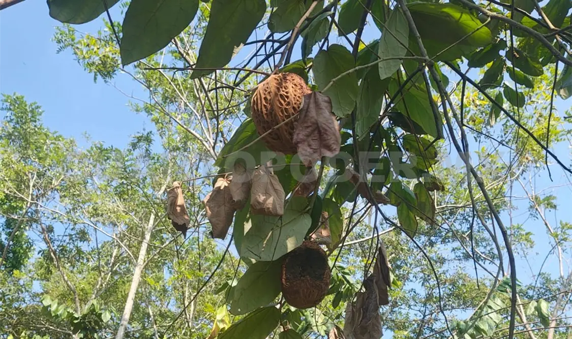 En Chiapas es necesario recuperar plantas, frutos y productos comestibles exóticos que están en peligros de desaparecer. CP
