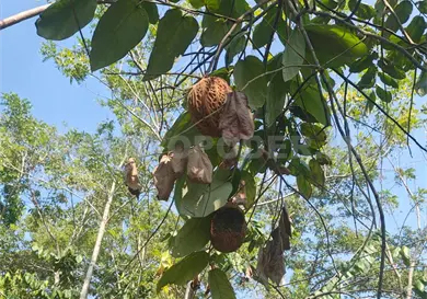 Frutas exóticas: una oportunidad para el campo chiapaneco Frutas exóticas: una oportunidad para el campo chiapaneco