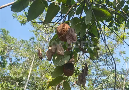 Frutas exóticas: una oportunidad para el campo chiapaneco
