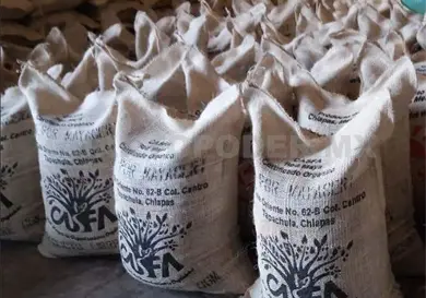 Exportan a Bélgica 20 toneladas de cacao Exportan a Bélgica 20 toneladas de cacao