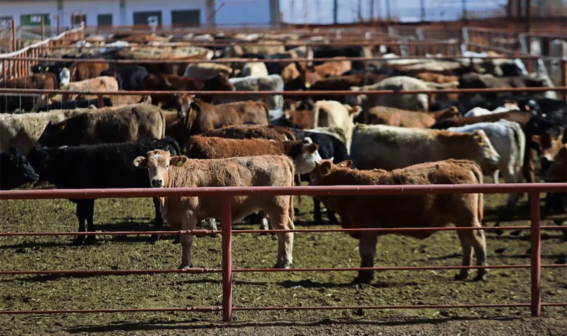 Pierde México 700 mdd por cierre ganadero