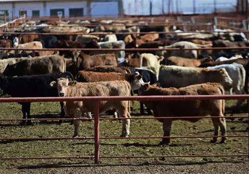 Pierde México 700 mdd por cierre ganadero Pierde México 700 mdd por cierre ganadero