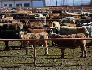 Pierde México 700 mdd por cierre ganadero