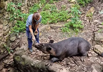Niegan crisis en ZooMAT; invitan a visitar el recinto Niegan crisis en ZooMAT; invitan a visitar el recinto