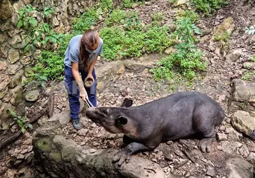 Niegan crisis en ZooMAT; invitan a visitar el recinto