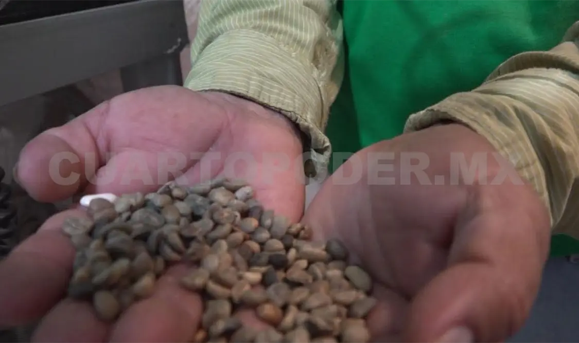 Productores de café confían en que el precio del grano aromático se pueda mantener hasta el 2027. Ramón García / CP