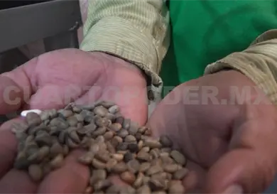 Café chiapaneco cierra el año con precios históricos Café chiapaneco cierra el año con precios históricos