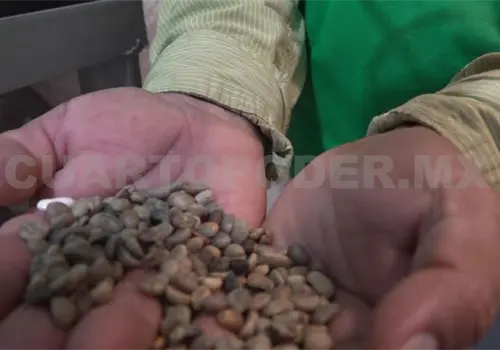 Café chiapaneco cierra el año con precios históricos Café chiapaneco cierra el año con precios históricos