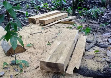 Productores forestales sin acceso a permisos Productores forestales sin acceso a permisos