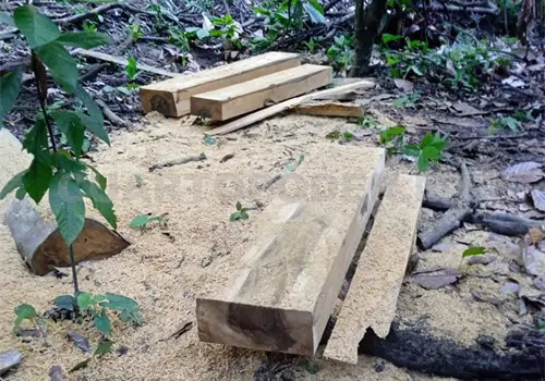 Productores forestales sin acceso a permisos Productores forestales sin acceso a permisos