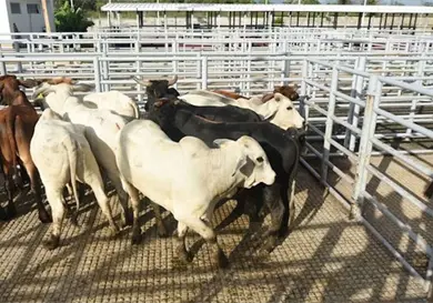Refuerzan acci&oacute;n contra el gusano barrenador