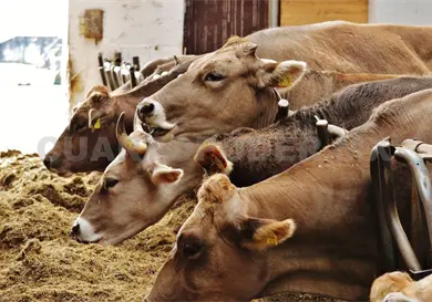 Buscan que se certifiquen en producción orgánica Buscan que se certifiquen en producción orgánica