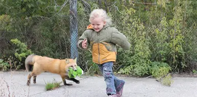 Zorros "amigables" se vuelven virales