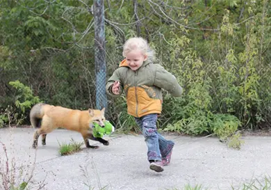 Zorros "amigables" se vuelven virales