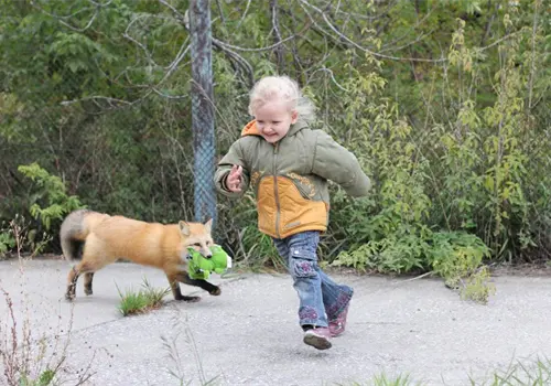 Zorros "amigables" se vuelven virales