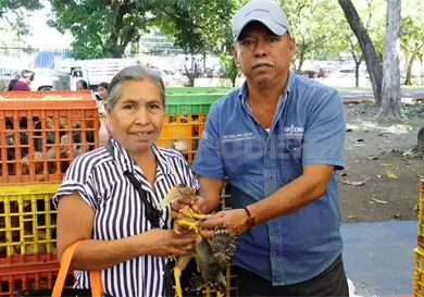 Fortalecen autosuficiencia alimentaria en Tapachula Fortalecen autosuficiencia alimentaria en Tapachula