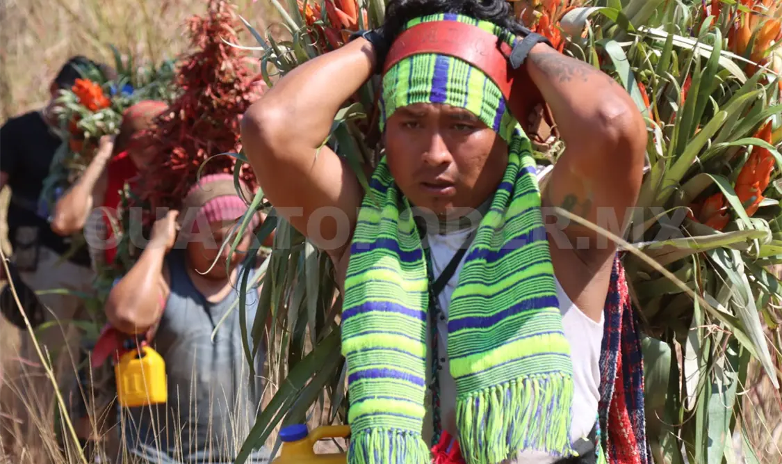 Niluyarilo: la flor que acobija al niños Dios