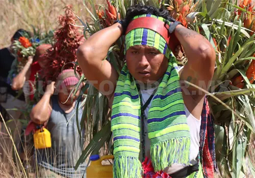 Niluyarilo: la flor que acobija al niños Dios Niluyarilo: la flor que acobija al niños Dios