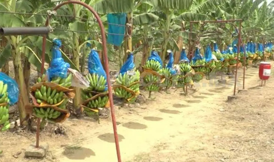 El plátano es de los productos que más se mueven al extranjero. Rodolfo Flores / CP