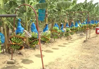 Impulsan exportaci&oacute;n de pl&aacute;tano a Arabia Saudita