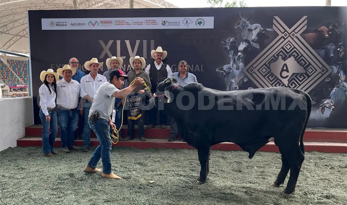 La presencia de ganado Beefmaster de registro evidenció que Chiapas ya no solo apuesta por la ganadería de subsistencia, sino por modelos productivos con visión de mercado. Cortesía