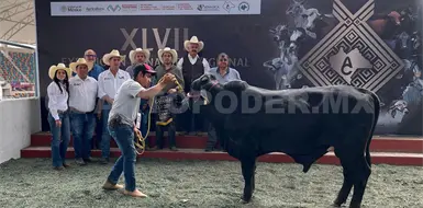 Beefmaster: la raza que gana terreno en Chiapas Beefmaster: la raza que gana terreno en Chiapas