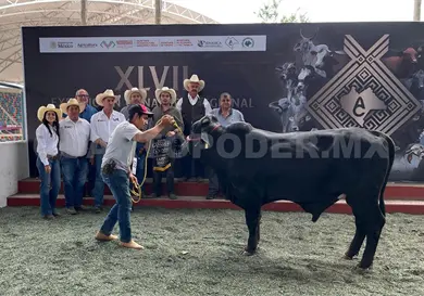 Beefmaster: la raza que gana terreno en Chiapas Beefmaster: la raza que gana terreno en Chiapas