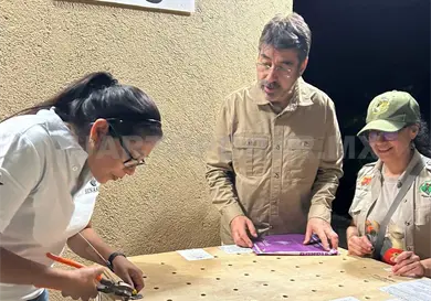 Arriba al ZooMAT ejemplar de águila arpía Arriba al ZooMAT ejemplar de águila arpía