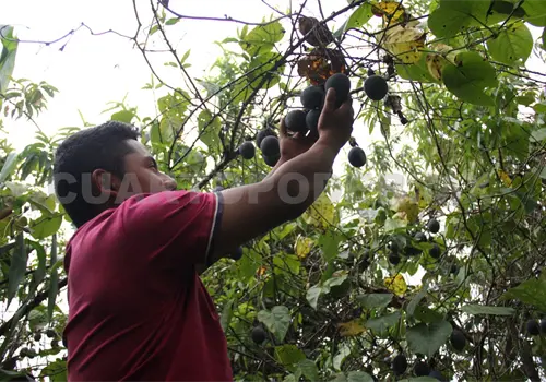 Se pueden registrar al PEUA: Productores