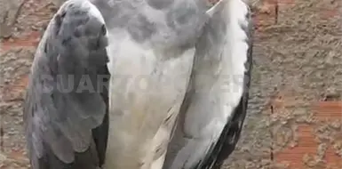 Realizan adquisición legal de águila arpía Realizan adquisición legal de águila arpía