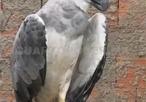 Realizan adquisici&oacute;n legal de &aacute;guila arp&iacute;a