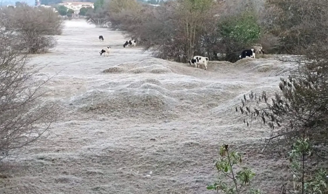 El hielo dañó cultivos y hortalizas. Manuel Martínez / CP