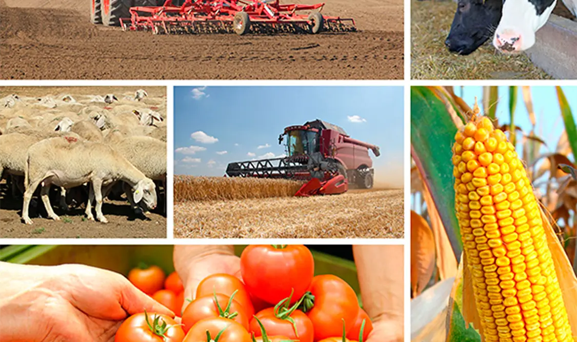 México se mantiene entre los mayores exportadores