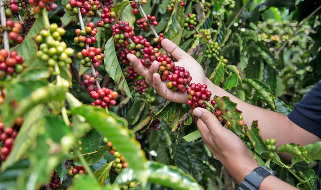 Nestlé México reafirma su compromiso con la caficultura mexicana