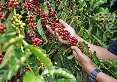 Nestl&eacute; M&eacute;xico reafirma su compromiso con la caficultura mexicana