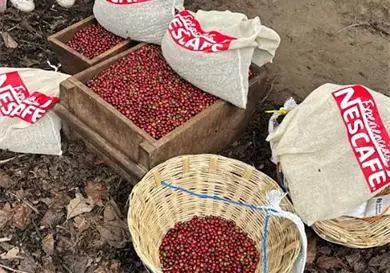 Experiencia Nescaf&eacute;: del cafetal a la taza, un viaje al coraz&oacute;n del caf&eacute; mexicano