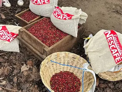 Experiencia Nescaf&eacute;: del cafetal a la taza, un viaje al coraz&oacute;n del caf&eacute; mexicano