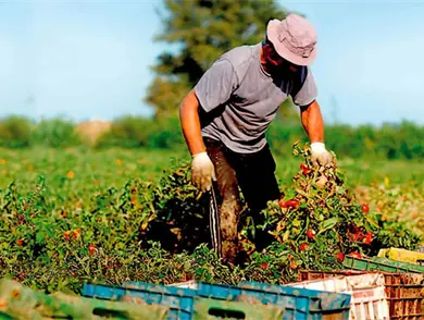 Incluyen a M&eacute;xico en programa de agricultura sostenible