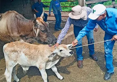 Reto de la SAGyB es frenar el gusano barrenador