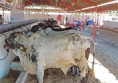 Disminuyen casos de gusano barrenador